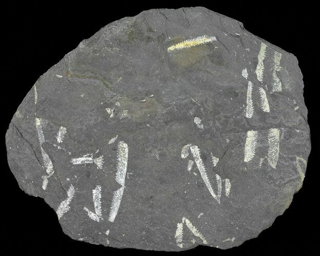 Fossil Graptolites (Didymograptus) - Great Britain #66614